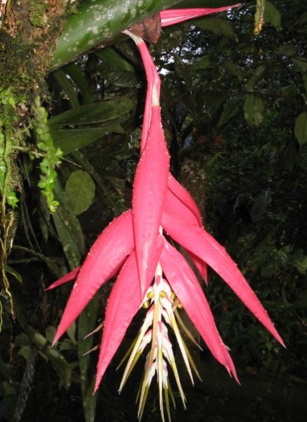Cascada Ygiem